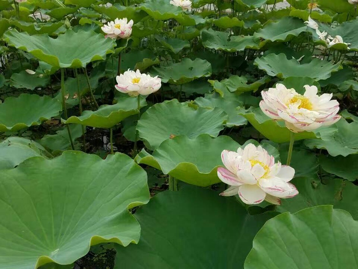 荷花苗种植案例 